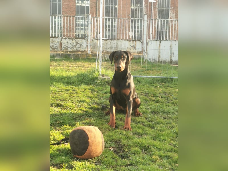 Dobermannhündin 9 Monate alt