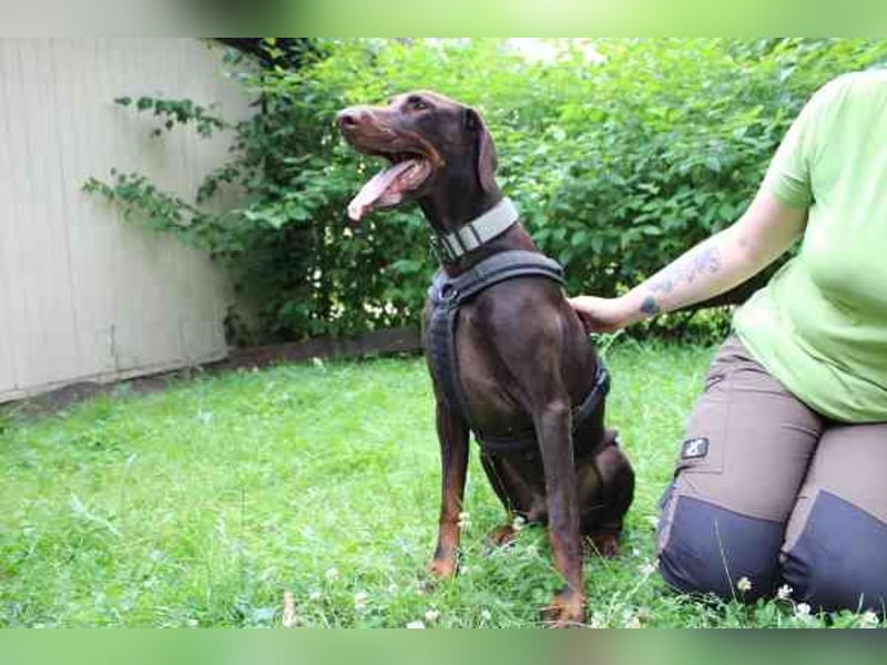 Carlo, Dobermann, geb. 2020, ein loyaler Begleit- und Familienhund