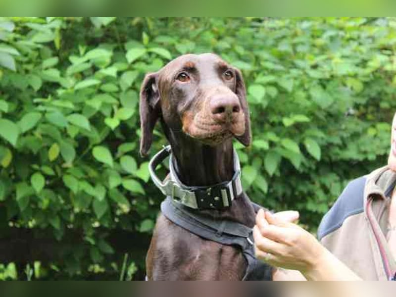 Carlo, Dobermann, geb. 2020, ein loyaler Begleit- und Familienhund