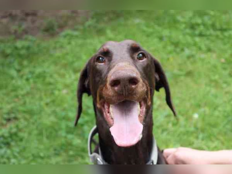 Carlo, Dobermann, geb. 2020, ein loyaler Begleit- und Familienhund