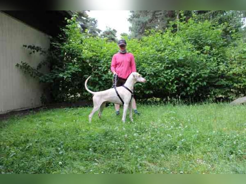 Cyra, Dobermannhündin, geb. 2020, sieht u. hört schlecht, lauffreudig u. aktiv su. erfahrene Hundeh