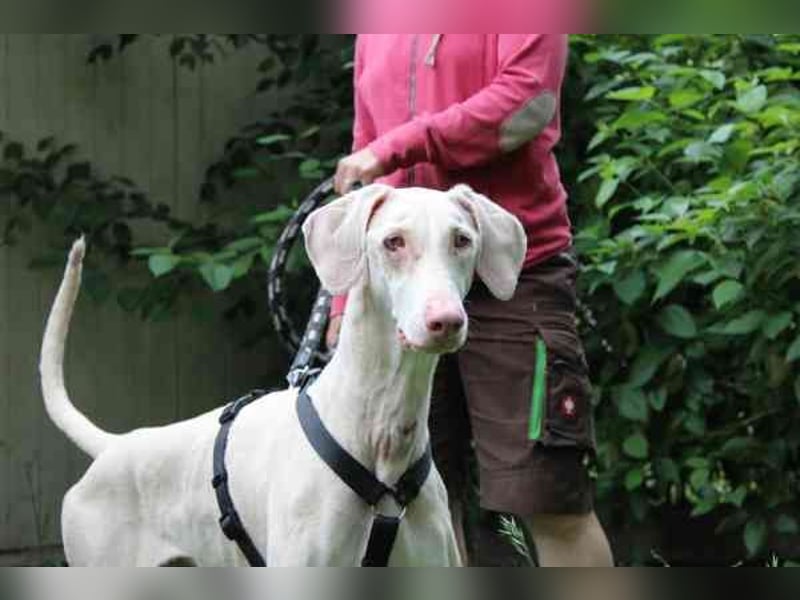 Cyra, Dobermannhündin, geb. 2020, sieht u. hört schlecht, lauffreudig u. aktiv su. erfahrene Hundeh