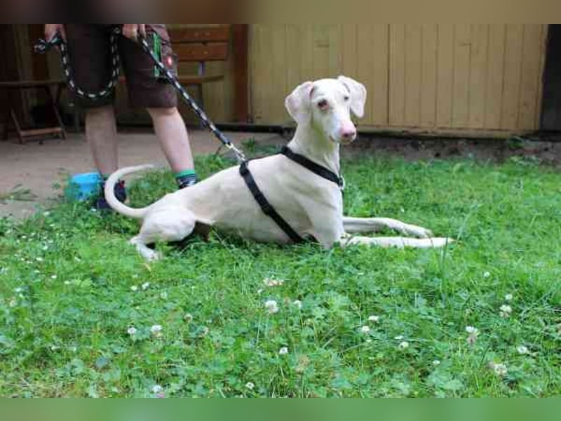 Cyra, Dobermannhündin, geb. 2020, sieht u. hört schlecht, lauffreudig u. aktiv su. erfahrene Hundeh