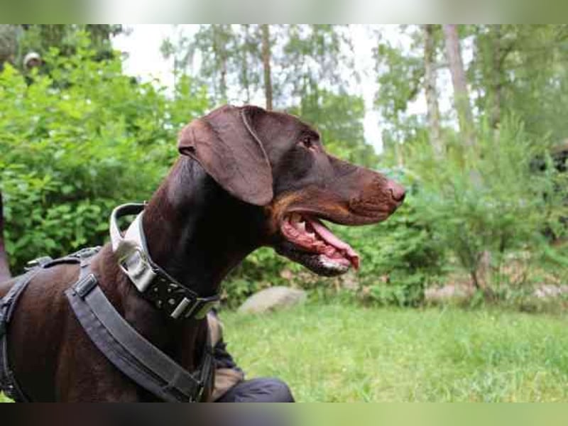 Carlo, Dobermann, geb. 2020, ein loyaler Begleit- und Familienhund