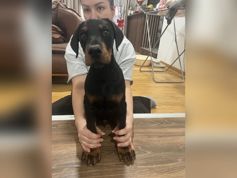 Dobermann welpe schwarze Rüde