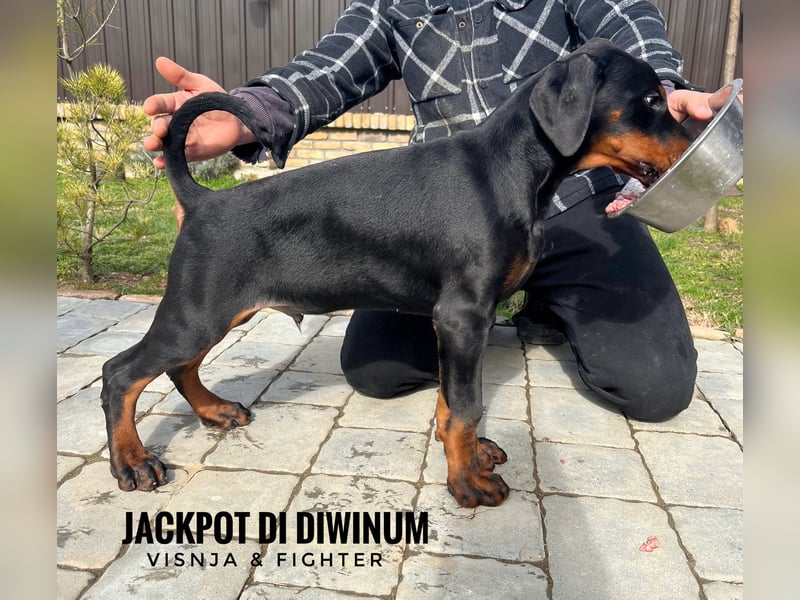 Dobermann welpe schwarze Rüde