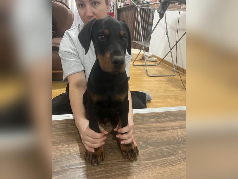 Dobermann welpe schwarze Rüde