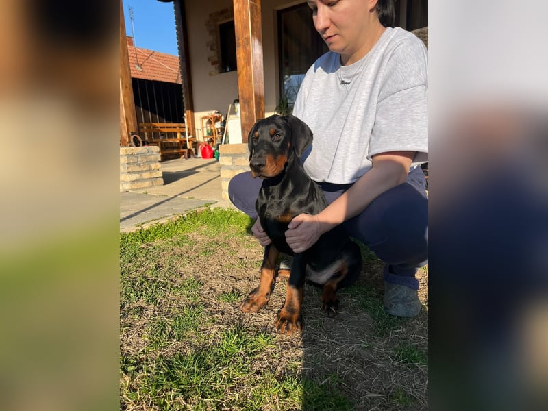 Dobermann welpe schwarze Rüde