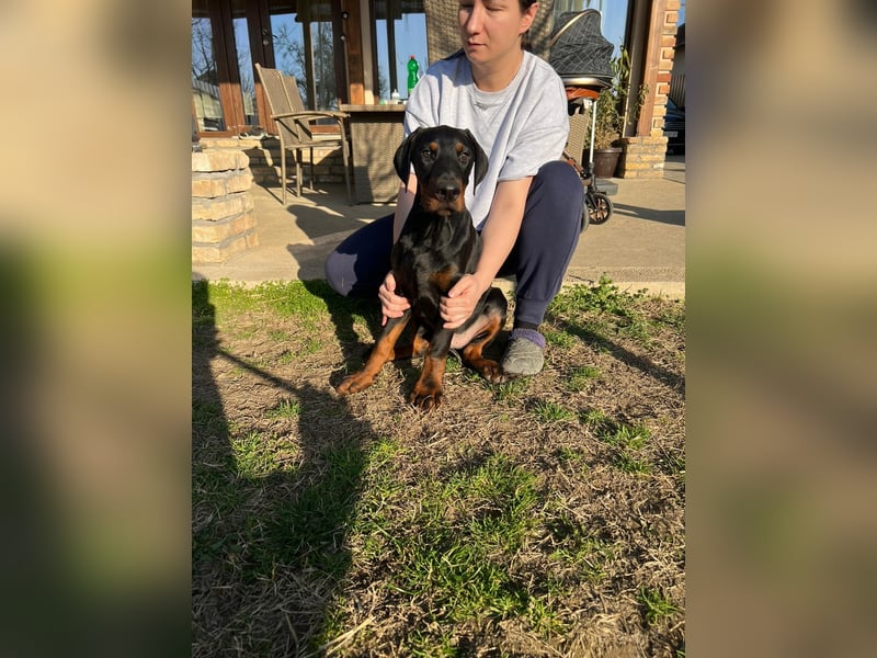 Dobermann welpe schwarze Rüde