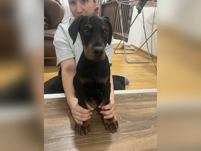 Dobermann welpe schwarze Rüde
