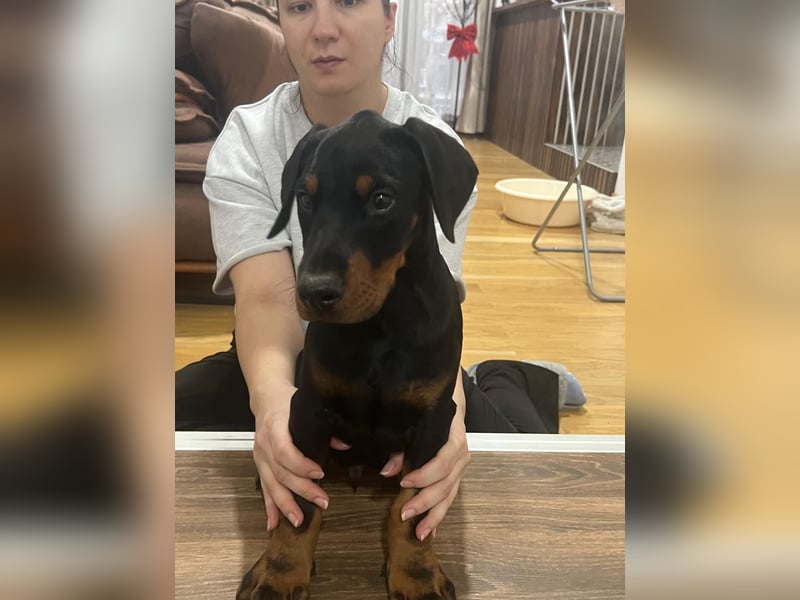 Dobermann welpe schwarze Rüde