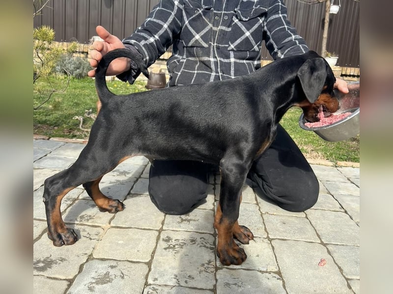 Dobermann welpe schwarze Rüde