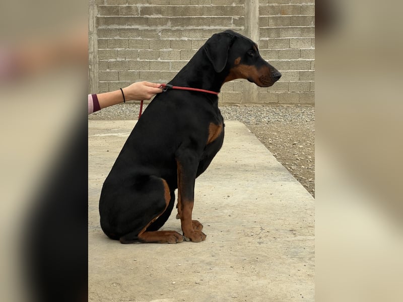 Dobermann Hündin – Top Abstammung, gesundheitlich getestet