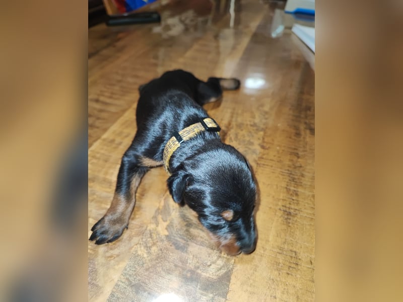 Dobermann Welpen 3 Rüden 1 Hündin   Schwarz Brau.    Sucht noch ein Zuhause