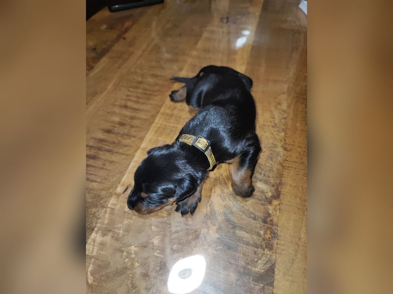 Dobermann Welpen 3 Rüden 1 Hündin   Schwarz Brau.    Sucht noch ein Zuhause