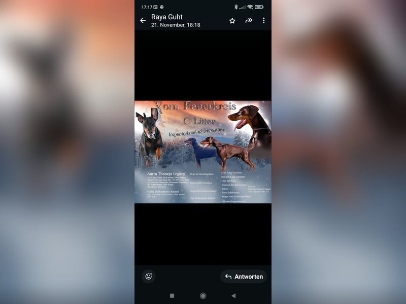 3 Rüden 1 Hündin   Schwarz Brau.    Sucht noch ein Zuhause