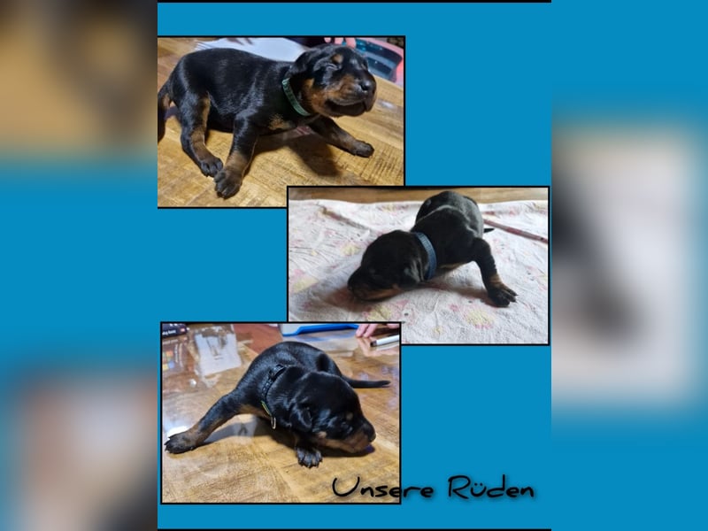 Dobermann Welpen 3 Rüden 1 Hündin   Schwarz Brau.    Sucht noch ein Zuhause