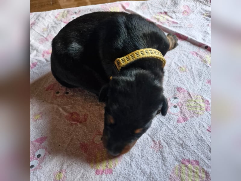 3 Rüden 1 Hündin   Schwarz Brau.    Sucht noch ein Zuhause