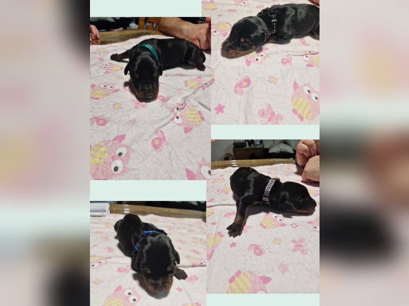 3 Rüden 1 Hündin   Schwarz Brau.    Sucht noch ein Zuhause