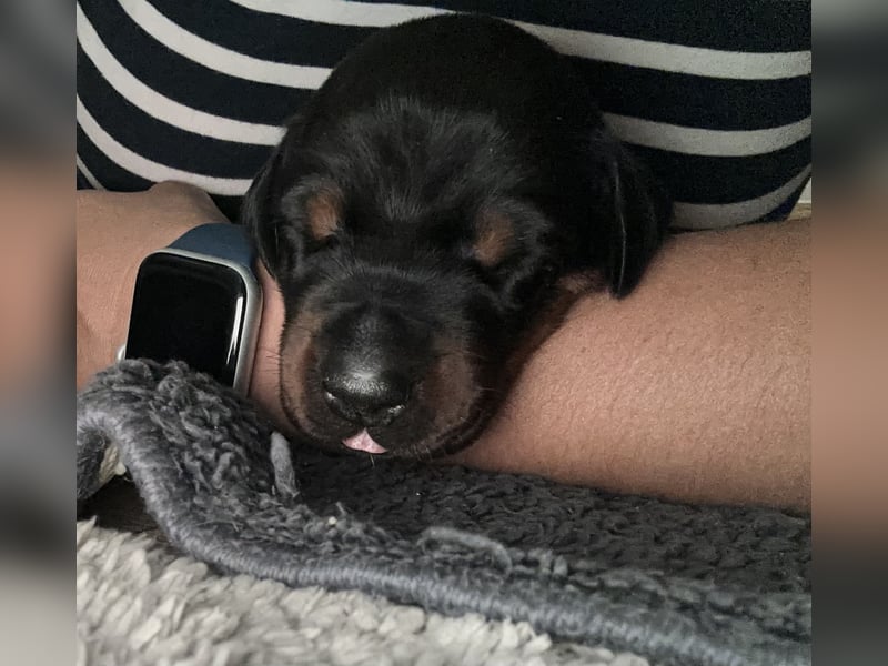 FCI Dobermann Welpe aus Championlinie – Nebula Nero di Angelo