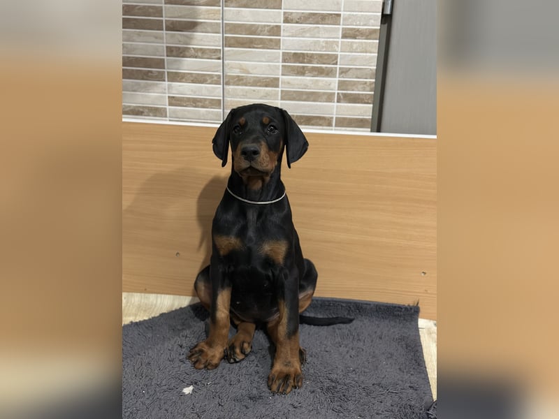 FCI Dobermann Hündin aus Championlinie