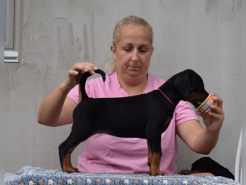 FCI Dobermann Welpe aus Championlinie – Nebula Nero di Angelo