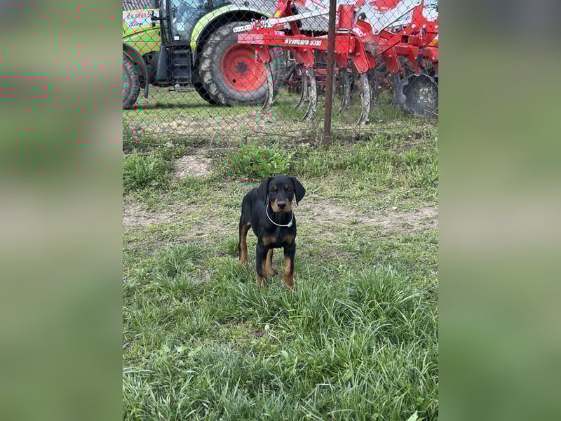 FCI Dobermann Hündin aus Championlinie