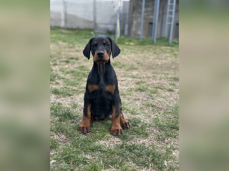 FCI Dobermann Hündin aus Championlinie