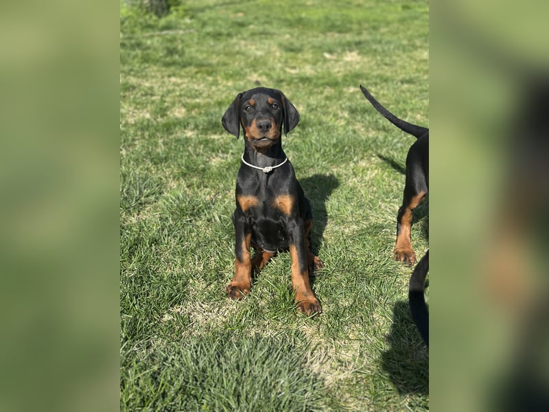 FCI Dobermann Hündin aus Championlinie
