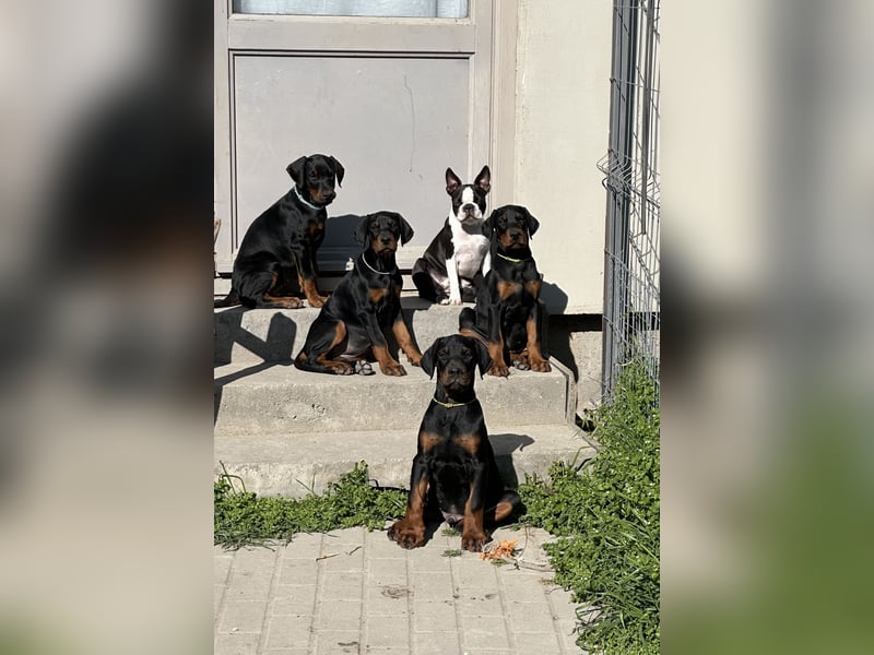 FCI Dobermann Hündin aus Championlinie