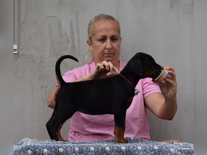 FCI Dobermann Welpe aus Championlinie – Nebula Nero di Angelo