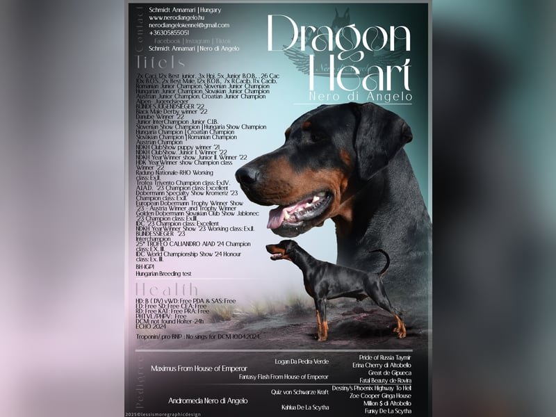 FCI Dobermann Hündin aus Championlinie