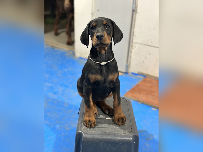 FCI Dobermann Hündin aus Championlinie