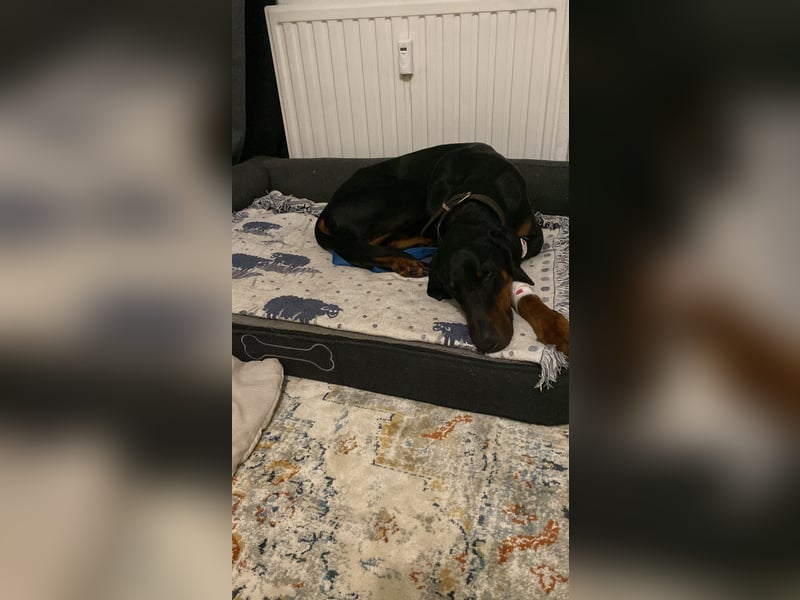 Dobermann sucht sein für immer Zuhause