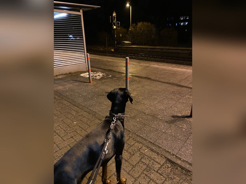 Dobermann sucht sein für immer Zuhause