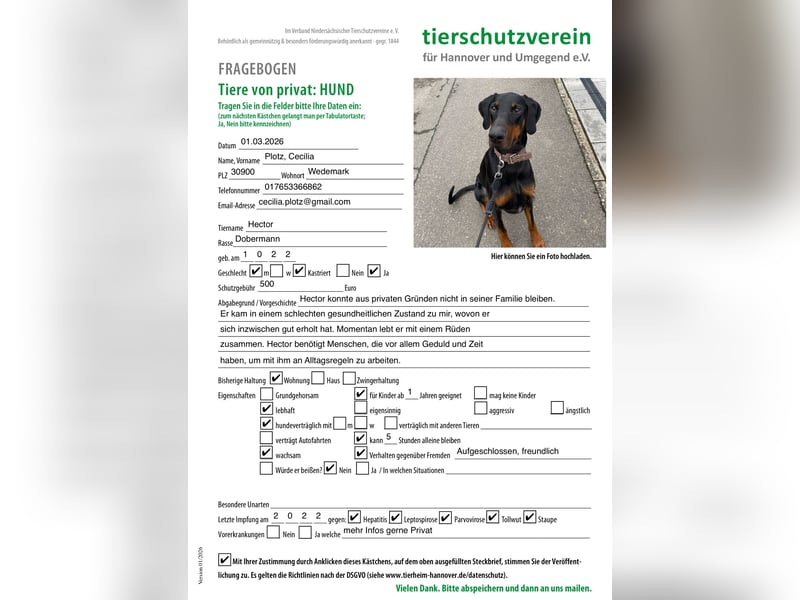 Dobermann sucht sein für immer Zuhause