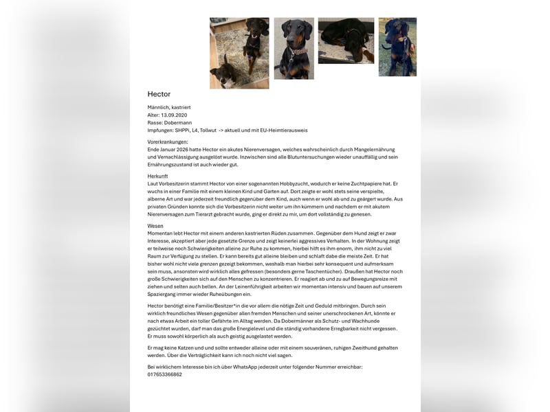 Dobermann sucht sein für immer Zuhause