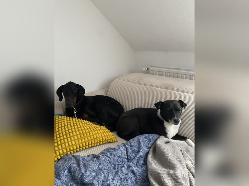 Dobermann sucht sein für immer Zuhause