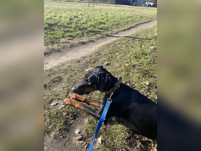 Dobermann sucht sein für immer Zuhause