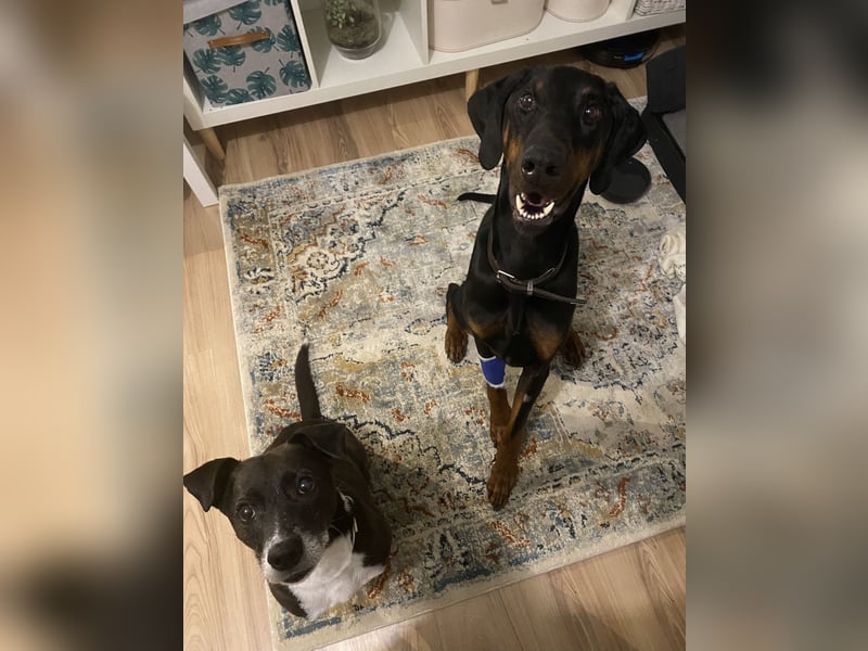 Dobermann sucht sein für immer Zuhause