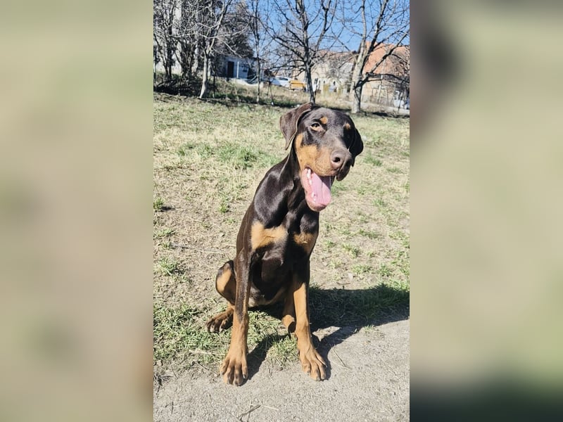 Wunderschöne Dobermann-Hündin „Oida“ sucht ihr perfektes Zuhause