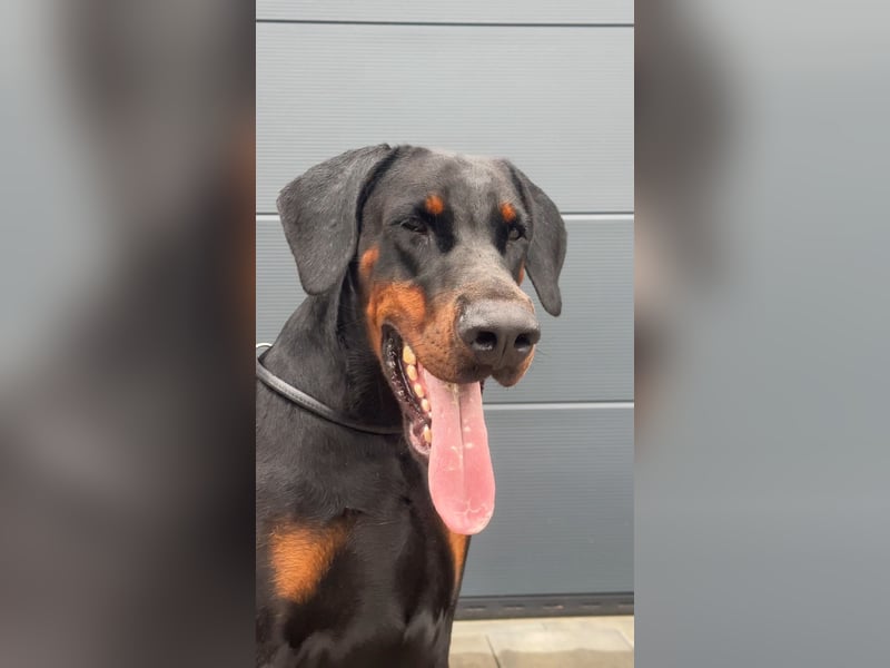 Wunderschöne Dobermann-Hündin „Oida“ sucht ihr perfektes Zuhause