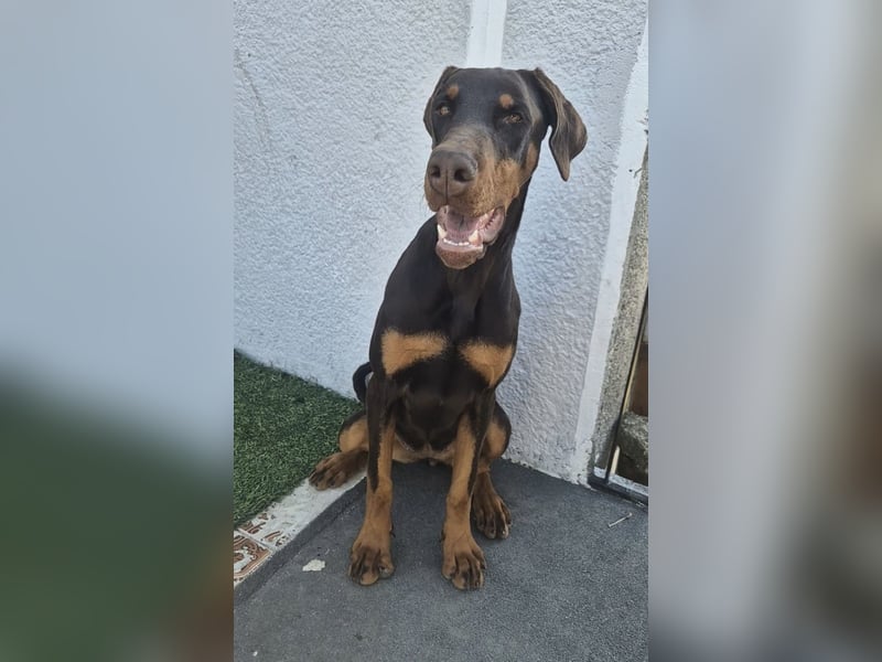 Wunderschöne Dobermann-Hündin „Oida“ sucht ihr perfektes Zuhause