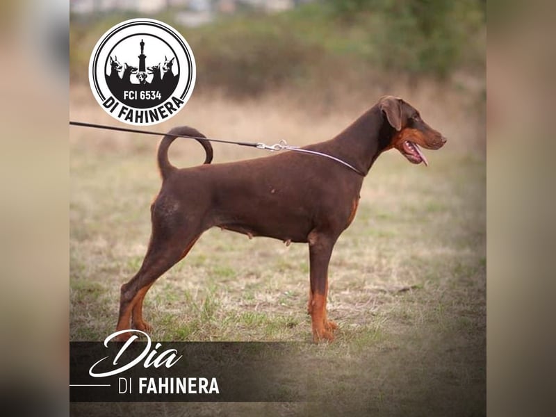 Wunderschöne Dobermann-Hündin „Oida“ sucht ihr perfektes Zuhause