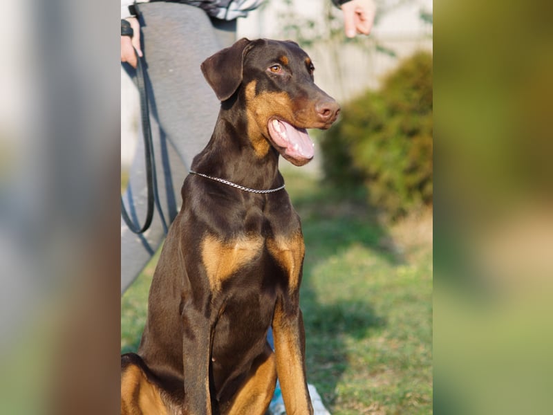 Wunderschöne Dobermann-Hündin „Oida“ sucht ihr perfektes Zuhause