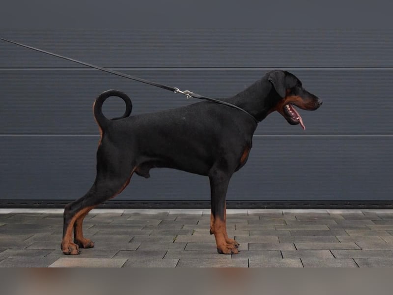 Wunderschöne Dobermann-Hündin „Oida“ sucht ihr perfektes Zuhause