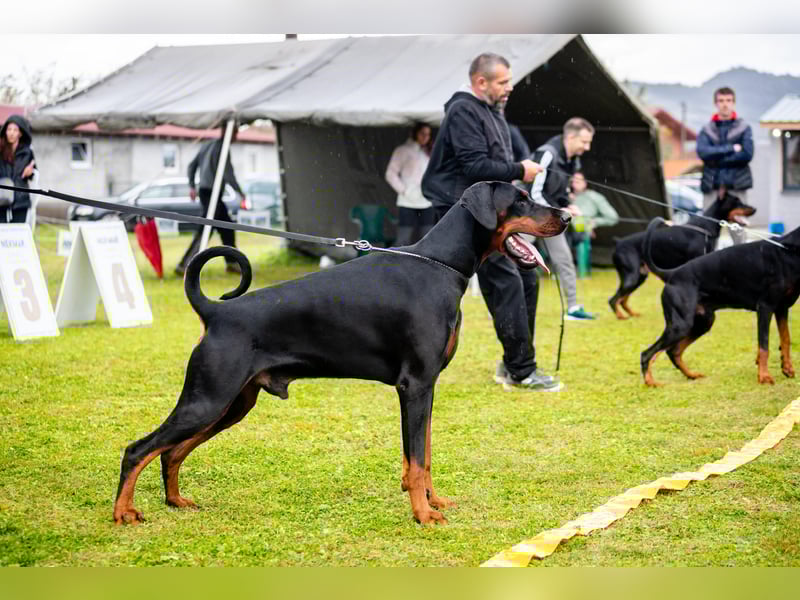 Wunderschöne Dobermann-Hündin „Oida“ sucht ihr perfektes Zuhause