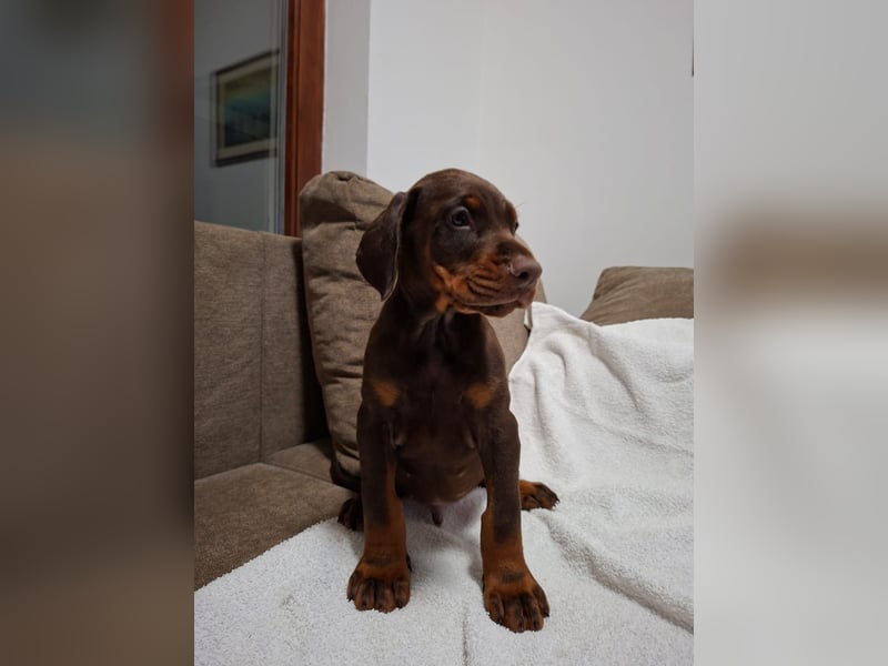 Hochwertige Dobermannwelpen - Best of Sea Croatia