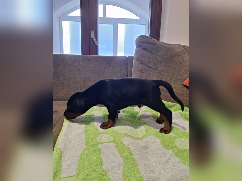 Hochwertige Dobermannwelpen - Best of Sea Croatia