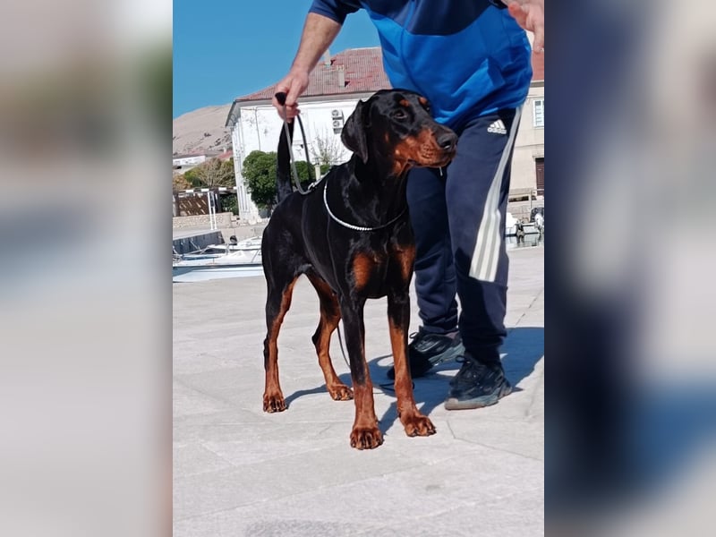 Hochwertige Dobermannwelpen - Best of Sea Croatia